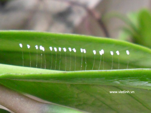 Hoa ưu đàm (youtan poluoudumbara flower) tại Việt Linh