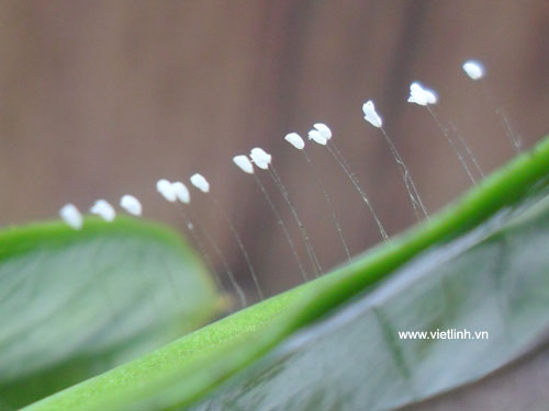 Hoa ưu đàm (youtan poluoudumbara flower) tại Việt Linh