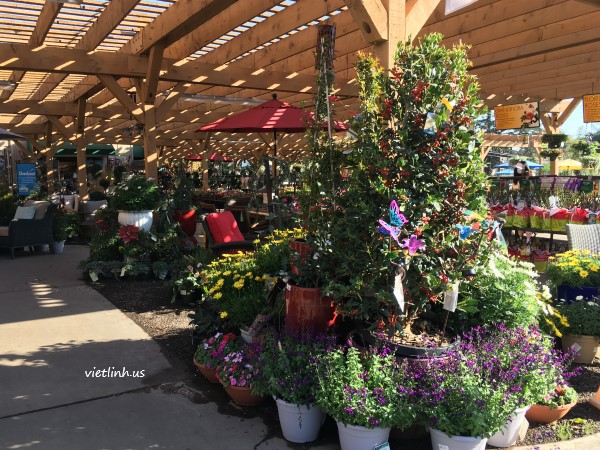 Tomato Plants  Armstrong Garden Centers