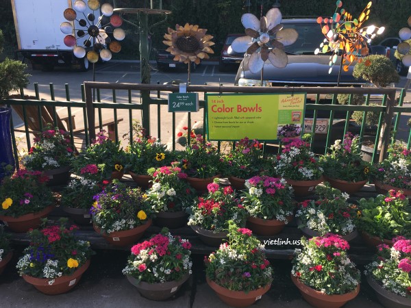 Tomato Plants  Armstrong Garden Centers