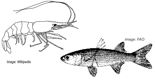 Mullet Fish Culture