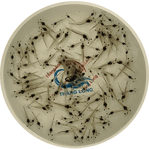 Tôm sú giống và vận chuyển, thả tôm