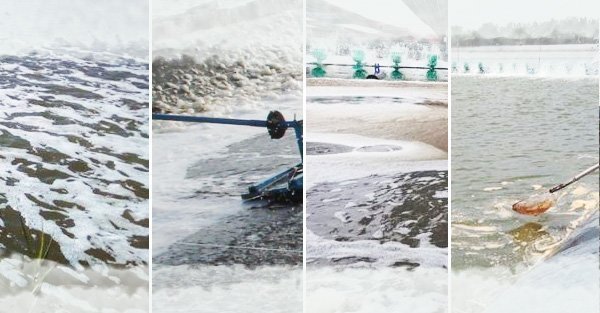 Bọt trong ao nuôi tôm