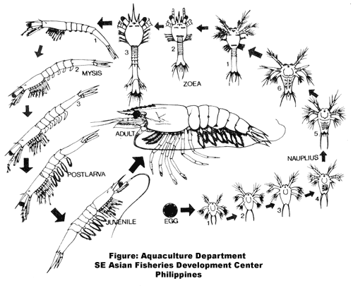 Chu kì sống của tôm sú