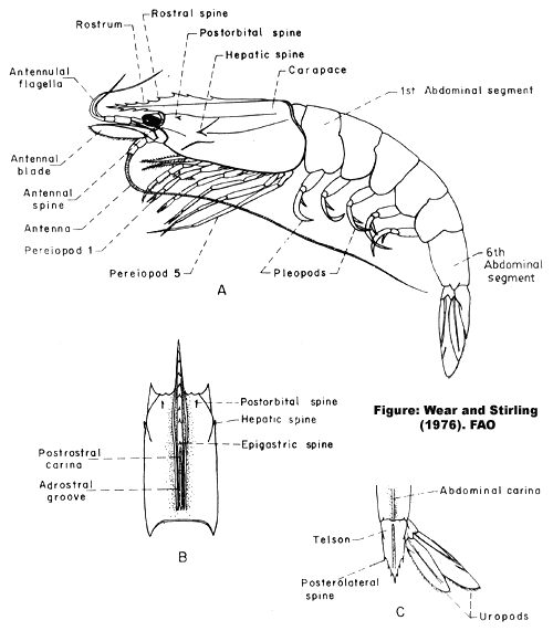 Cấu tạo của tôm sú