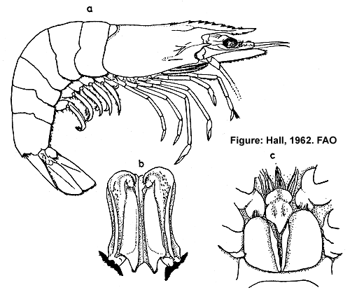 Phân biệt tôm sú đực, tôm sú cái