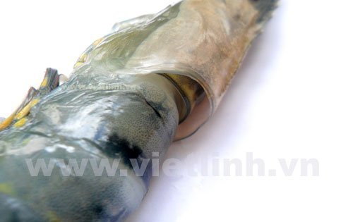 Tập tính ăn và sự lột xác của tôm sú