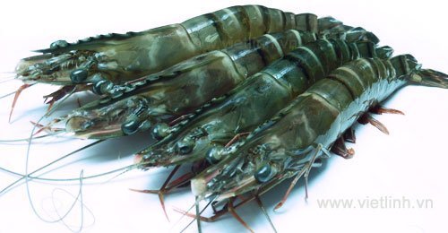 Đặc điểm sinh học và sinh thái của tôm sú