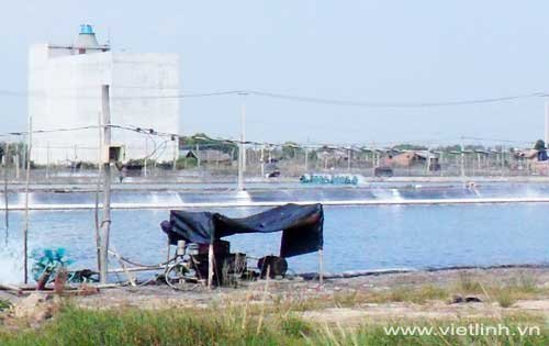 Tảo trong ao nuôi tôm và cách quản lý