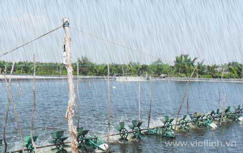 Biện pháp kỹ thuật phòng tránh và ứng phó với mưa bão trong nuôi trồng thủy sản