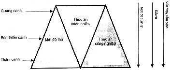 Thức ăn, cho ăn và sức khỏe của tôm