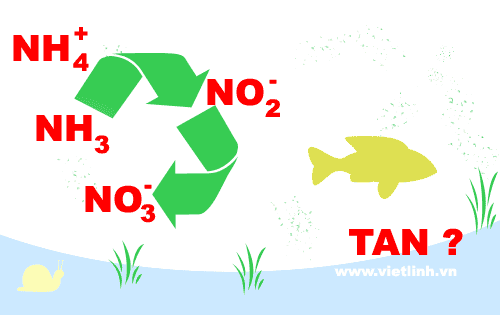 Hợp chất của nitơ: amonia (NH3/NH4+), nitrite (NO2-) và nitrate (NO3-)