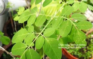 Kỹ thuật ươm trồng cây chùm ngây