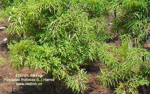 Kỹ thuật trồng cây đinh lăng