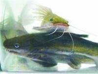 Kỹ thuật nuôi cá lăng, cá lăng nha, cá lăng vàng, cá lăng chấm