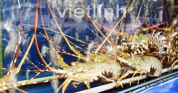Kỹ thuật ương nuôi nâng cấp tôm hùm giống