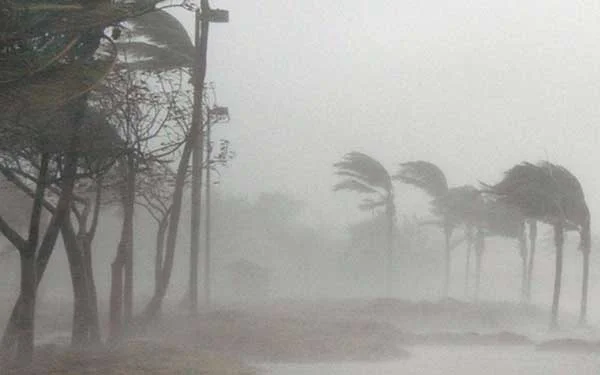 Biện pháp kỹ thuật phòng tránh và ứng phó với mưa bão trong trồng trọt, lâm nghiệp