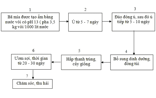 Kỹ thuật trồng nấm tai mèo (nấm mèo, mộc nhĩ)