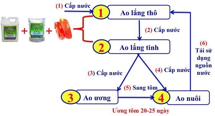 Quy trình nuôi tôm thẻ chân trắng siêu thâm canh 02 giai đoạn ít thay nước theo công nghệ Trúc Anh – Phần 5