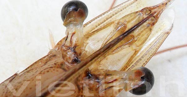 Một số vấn đề cần lưu ý khi nuôi tôm thẻ chân trắng