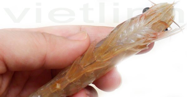 Bệnh White Patch Disease (WPD) do vi khuẩn Bacillus cereus trên tôm Litopenaeus vannamei