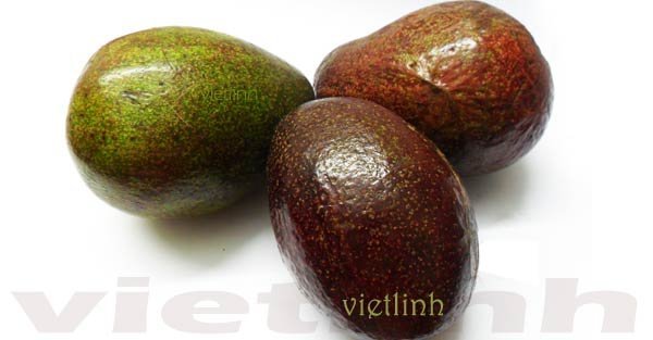 Kỹ thuật trồng cây bơ, bơ sáp