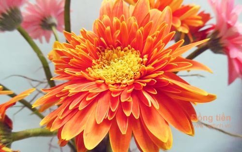 Kỹ thuật trồng hoa đồng tiền