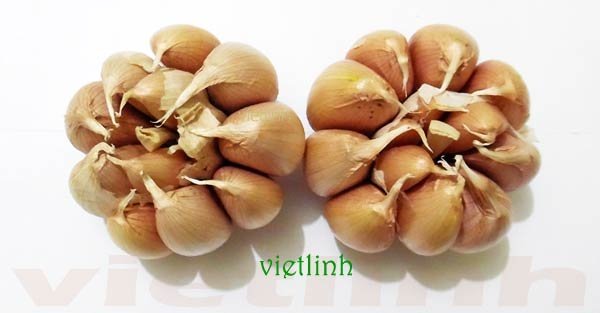 Kỹ thuật bảo quản hành và tỏi sau thu hoạch: Giải pháp phòng trừ bệnh thối nhũn