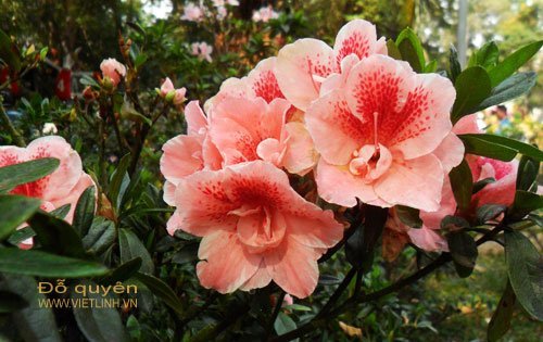 Kỹ thuật trồng hoa đỗ quyên