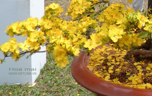 Kỹ thuật trồng và chăm sóc cây mai