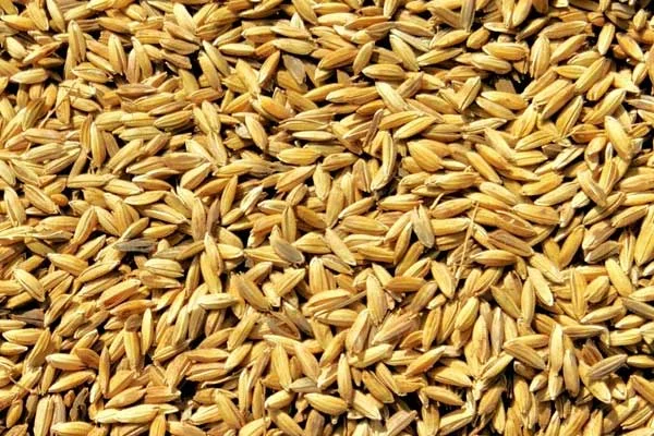 Kỹ thuật bảo quản lúa và lúa giống sau thu hoạch