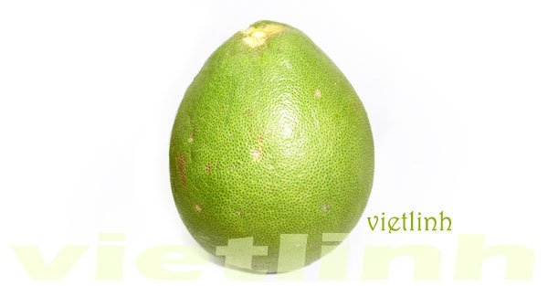 Kỹ thuật trồng cây bưởi, bưởi da xanh, bưởi Diễn, bưởi năm roi