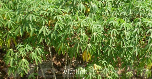 Kỹ thuật trồng sắn (mì, khoai mì)